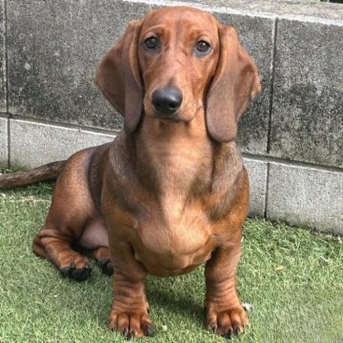 スタンダードダックスフンド(スムース)(1488)の子犬情報