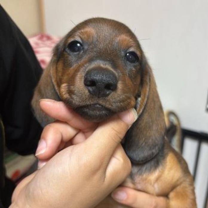 スタンダードダックスフンド(スムース)(1489)の子犬情報