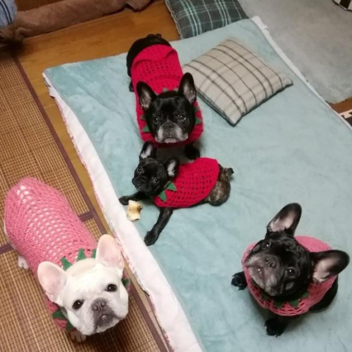 仁井 玲子ブリーダー(群馬県)の情報・子犬一覧