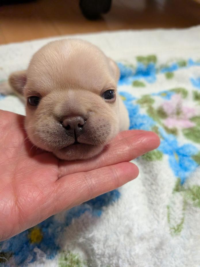 フレンチブルドッグ(1432)の子犬情報