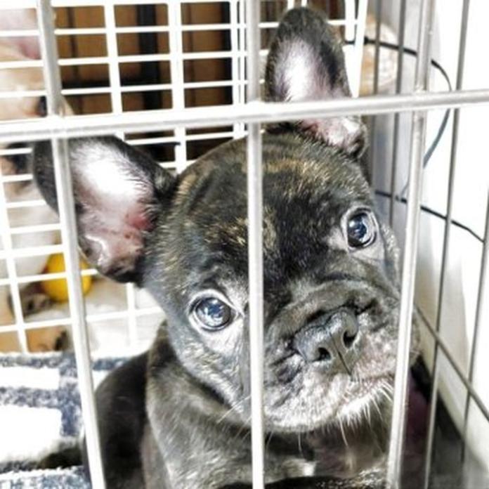 フレンチブルドッグ(群馬県・男の子・2026/08/12・ブリンドル)の子犬情報! | 仁井 玲子ブリーダー(1896)