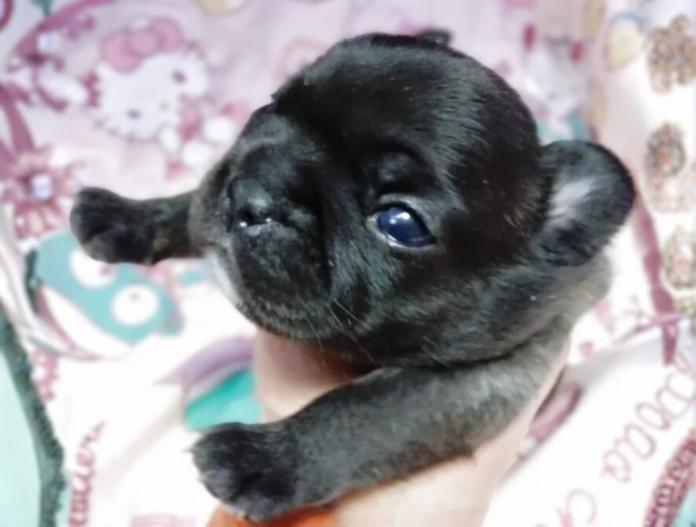 フレンチブルドッグ(群馬県・女の子・2025/11/05・ブリンドル)の子犬情報! | 仁井 玲子ブリーダー(837)