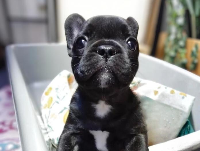 フレンチブルドッグ(群馬県・女の子・2025/11/05・ブリンドル)の子犬情報! | 仁井 玲子ブリーダー(837)