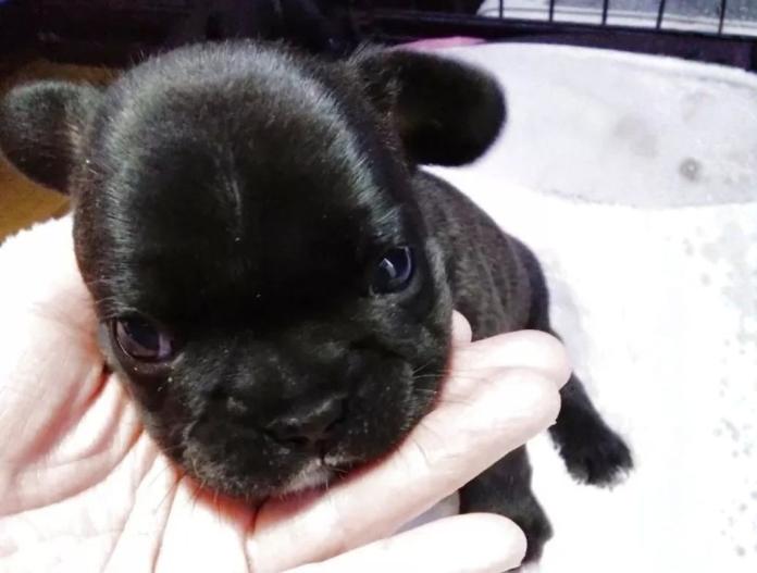 フレンチブルドッグ(群馬県・女の子・2025/11/05・ブリンドル)の子犬情報! | 仁井 玲子ブリーダー(837)