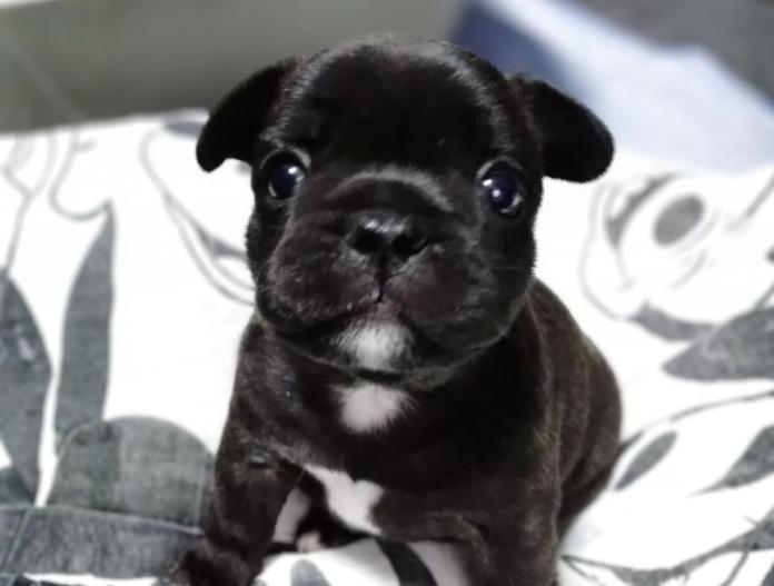 フレンチブルドッグ(群馬県・女の子・2025/11/05・ブリンドル)の子犬情報! | 仁井 玲子ブリーダー(837)