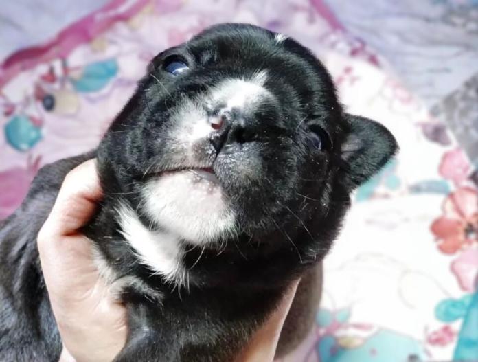 フレンチブルドッグ(群馬県・男の子・2025/11/05・ブリンドル)の子犬情報! | 仁井 玲子ブリーダー(838)