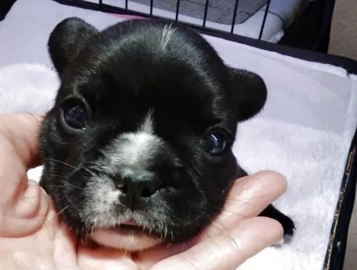 フレンチブルドッグ(群馬県・男の子・2025/11/05・ブリンドル)の子犬情報! | 仁井 玲子ブリーダー(838)