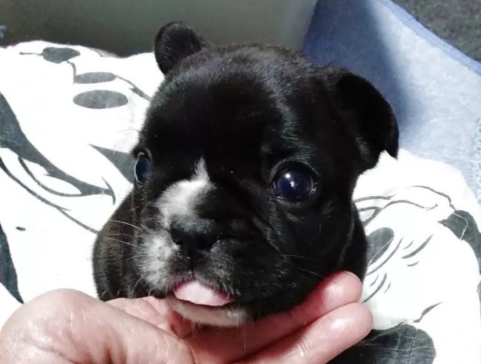 フレンチブルドッグ(群馬県・男の子・2025/11/05・ブリンドル)の子犬情報! | 仁井 玲子ブリーダー(838)