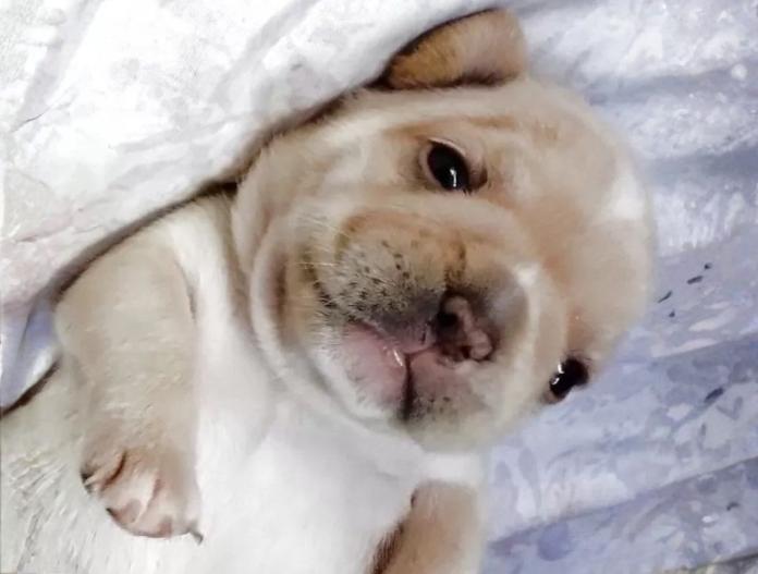 フレンチブルドッグ(群馬県・女の子・2025/11/05・クリーム)の子犬情報! | 仁井 玲子ブリーダー(839)