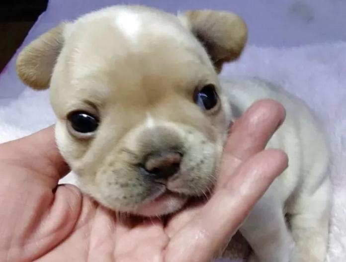 フレンチブルドッグ(群馬県・女の子・2025/11/05・クリーム)の子犬情報! | 仁井 玲子ブリーダー(839)