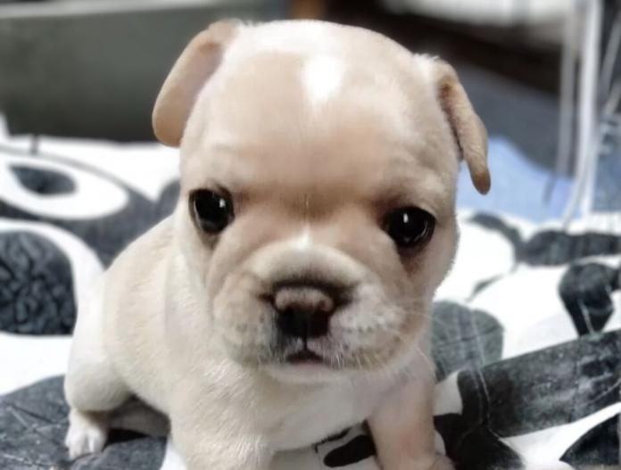 フレンチブルドッグ(群馬県・女の子・2025/11/05・クリーム)の子犬情報! | 仁井 玲子ブリーダー(839)