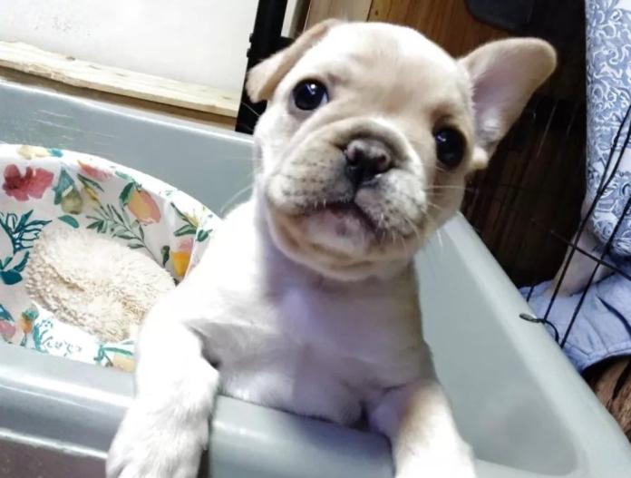 フレンチブルドッグ(群馬県・女の子・2025/11/05・クリーム)の子犬情報! | 仁井 玲子ブリーダー(839)