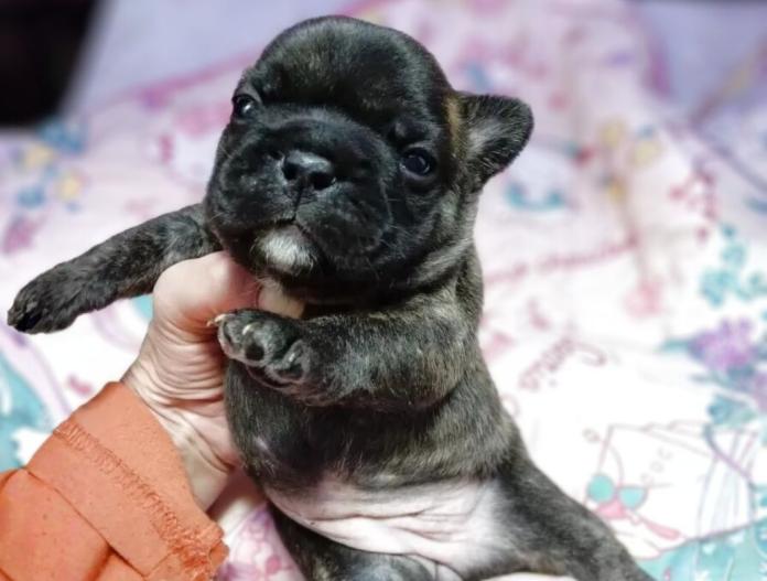 フレンチブルドッグ(群馬県・女の子・2025/11/05・ブリンドル)の子犬情報! | 仁井 玲子ブリーダー(840)