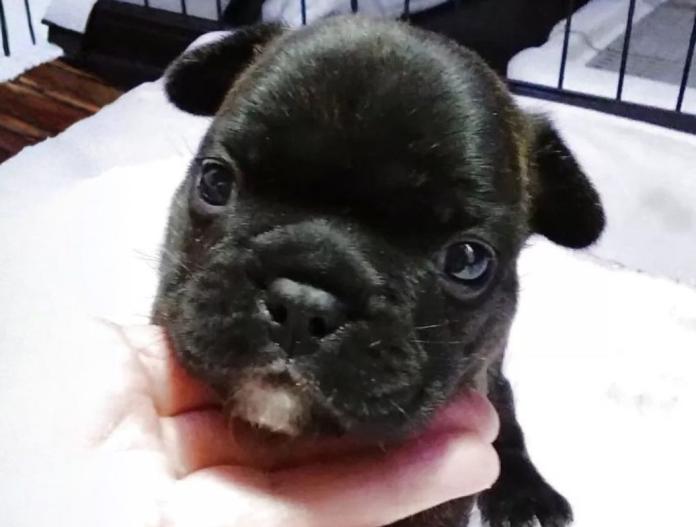 フレンチブルドッグ(群馬県・女の子・2025/11/05・ブリンドル)の子犬情報! | 仁井 玲子ブリーダー(840)