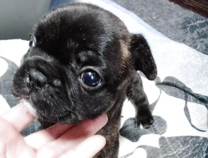 フレンチブルドッグ(群馬県・女の子・2025/11/05・ブリンドル)の子犬情報! | 仁井 玲子ブリーダー(840)