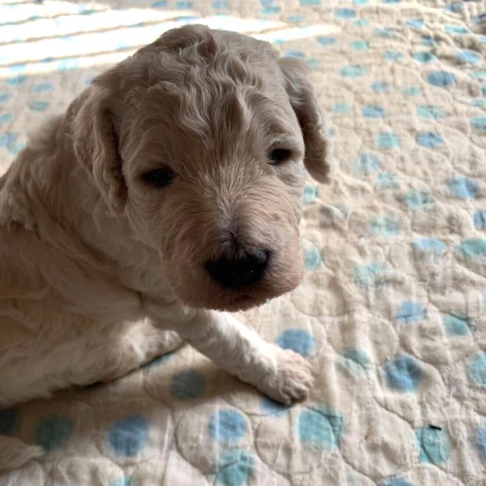 スタンダードプードル(神奈川県・男の子・2026/03/06・ホワイト)の子犬情報! | 平井 優子ブリーダー(1277)