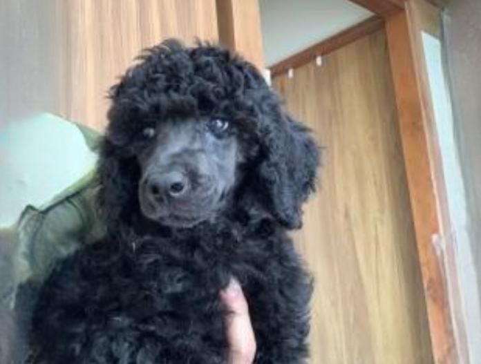 犬のプロフィール画像