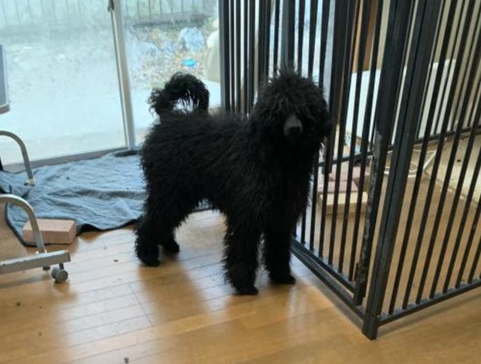 スタンダードプードル(神奈川県・男の子・2025/04/14・グレー)の子犬情報! | 平井 優子ブリーダー(286)