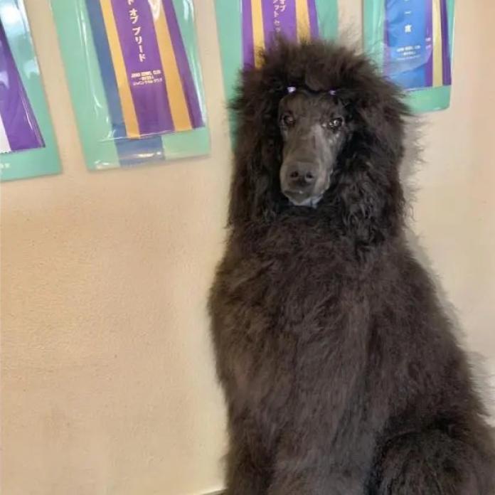 スタンダードプードル(神奈川県・男の子・2025/04/14・グレー)の子犬情報! | 平井 優子ブリーダー(286)
