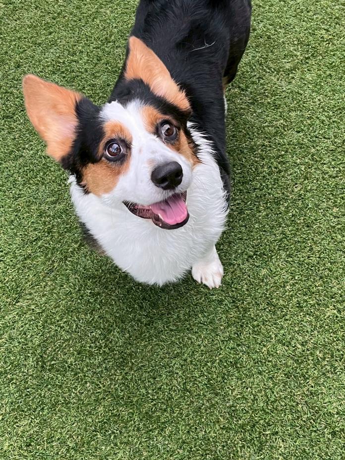 犬のプロフィール画像