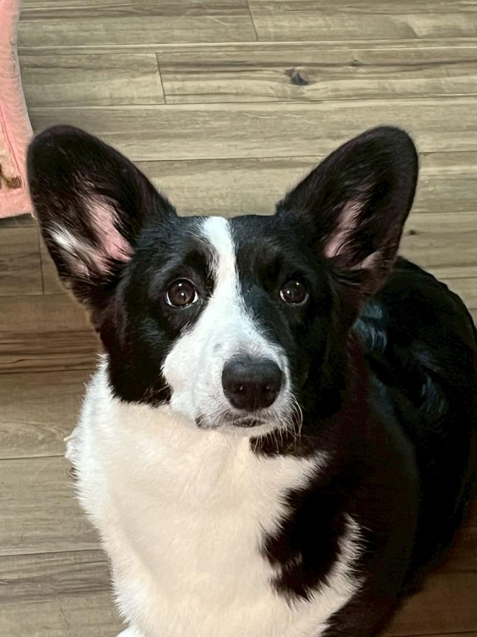 犬のプロフィール画像