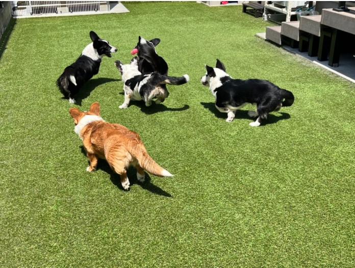 ブリーダー、犬に関する画像