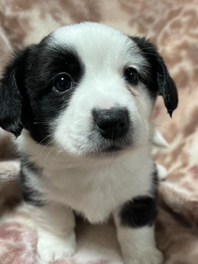 ウェルシュ・コーギー・カーディガン(埼玉県・男の子・2025/11/02・ブラック＆ホワイトブリンドル)の子犬情報! | 二木 聡子ブリーダー(875)