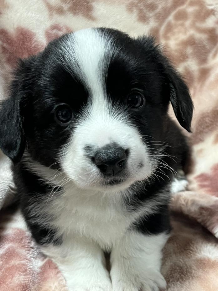 ウェルシュ・コーギー・カーディガン(埼玉県・男の子・2025/11/02・ブラック＆ホワイトブリンドル)の子犬情報! | 二木 聡子ブリーダー(876)