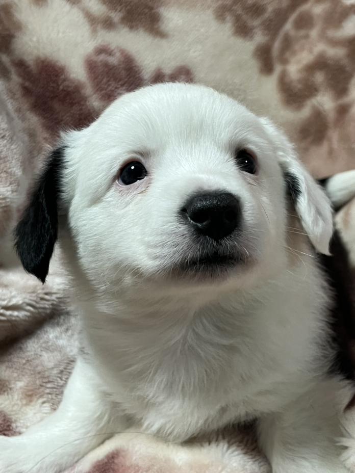 ウェルシュ・コーギー・カーディガン(埼玉県・男の子・2025/11/02・ブラック＆ホワイトブリンドル)の子犬情報! | 二木 聡子ブリーダー(877)