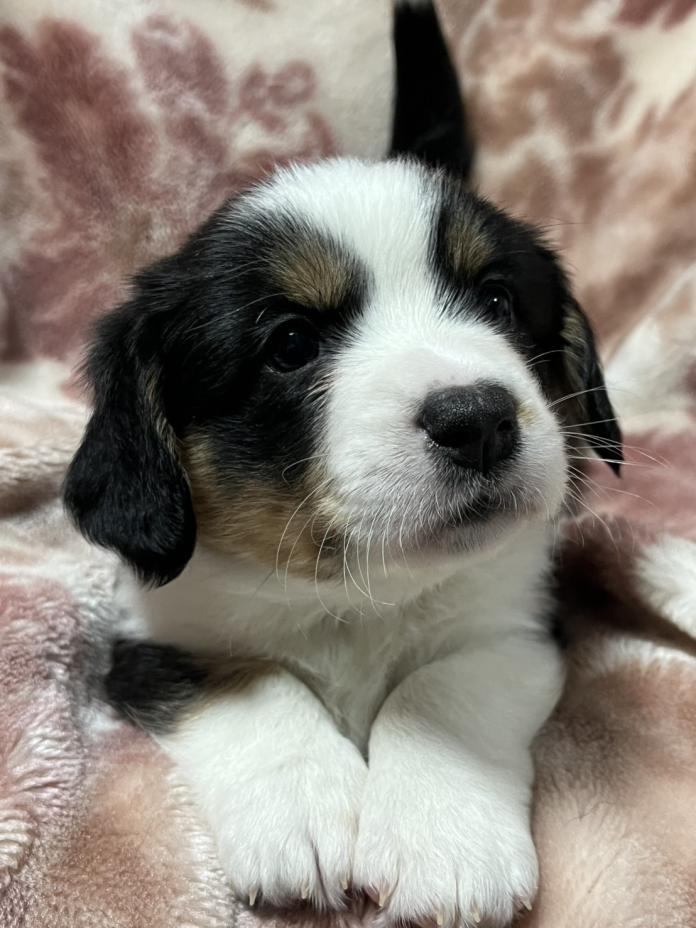 ウェルシュ・コーギー・カーディガン(埼玉県・女の子・2025/11/02・ブラックタン＆ホワイト)の子犬情報! | 二木 聡子ブリーダー(878)