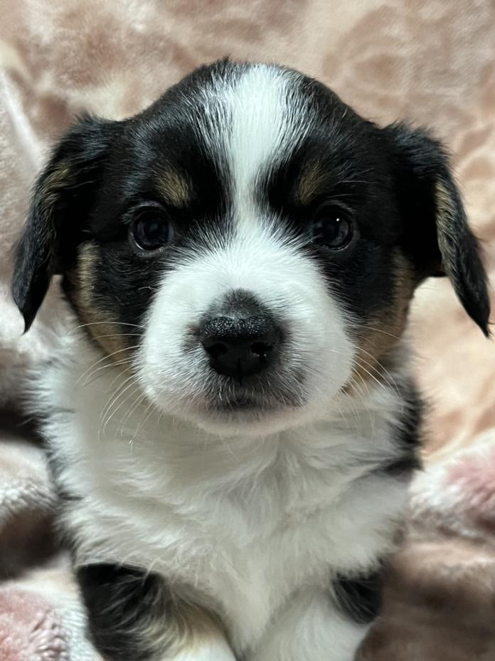 ウェルシュ・コーギー・カーディガン(埼玉県・女の子・2025/11/02・ブラックタン＆ホワイト)の子犬情報! | 二木 聡子ブリーダー(879)