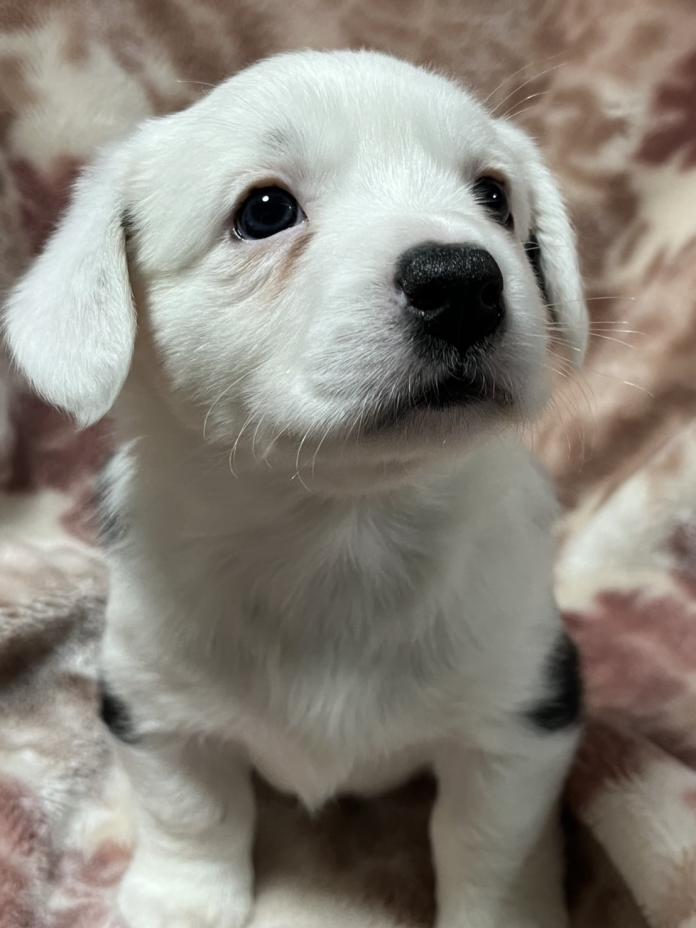 ウェルシュ・コーギー・カーディガン(埼玉県・女の子・2025/11/02・ブラック＆ホワイトブリンドル)の子犬情報! | 二木 聡子ブリーダー(880)