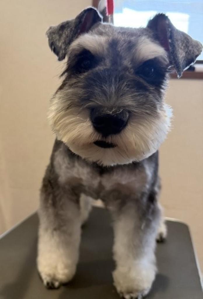 犬のプロフィール画像