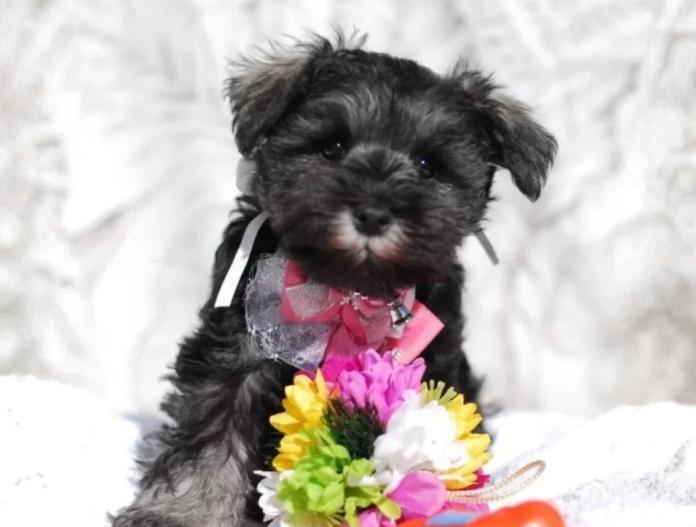 ミニチュアシュナウザー(静岡県・女の子・2025/11/09・ソルト&ペッパー)の子犬情報! | 小糸 直子ブリーダー(1004)