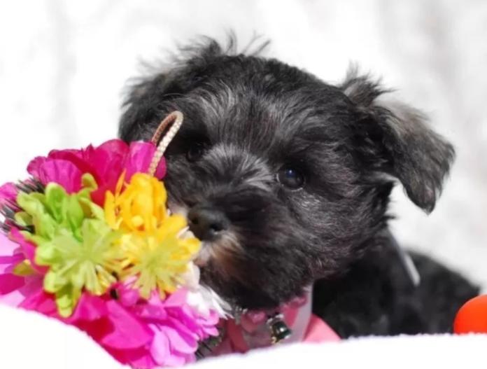 ミニチュアシュナウザー(静岡県・女の子・2025/11/09・ソルト&ペッパー)の子犬情報! | 小糸 直子ブリーダー(1005)