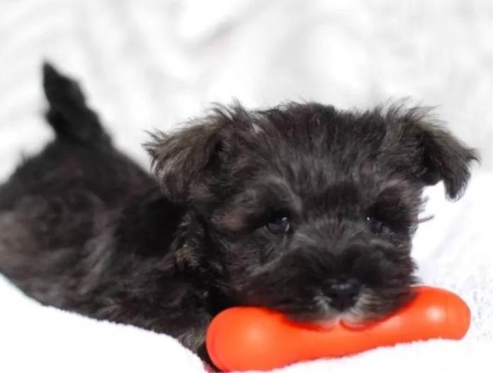 ミニチュアシュナウザー(静岡県・男の子・2025/11/09・ソルト&ペッパー)の子犬情報! | 小糸 直子ブリーダー(1006)