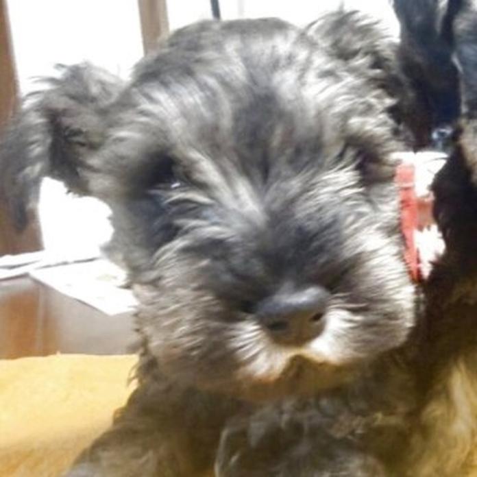 ミニチュアシュナウザー(静岡県・男の子・2026/02/23・ソルト&ペッパー)の子犬情報! | 小糸 直子ブリーダー(1322)