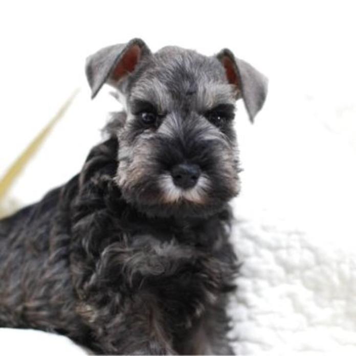 ミニチュアシュナウザー(静岡県・男の子・2026/02/23・ソルト&ペッパー)の子犬情報! | 小糸 直子ブリーダー(1322)