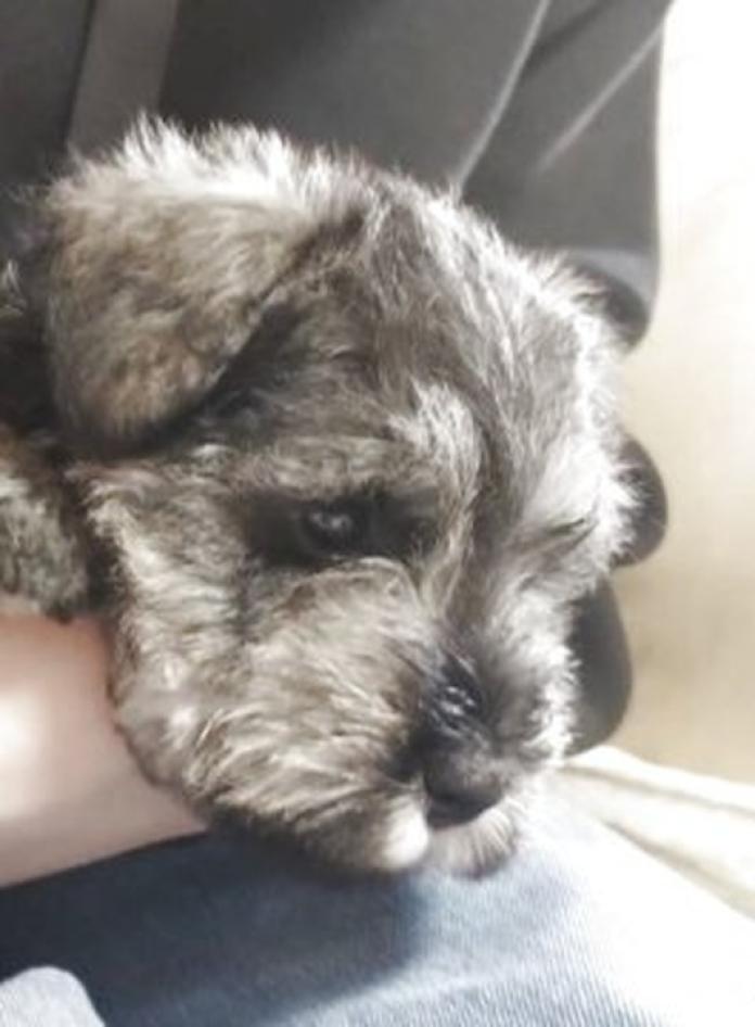 ミニチュアシュナウザー(静岡県・女の子・2026/02/23・ソルト&ペッパー)の子犬情報! | 小糸 直子ブリーダー(1323)