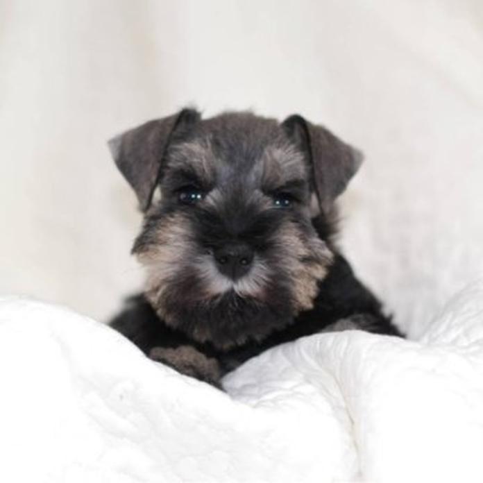 ミニチュアシュナウザー(静岡県・女の子・2026/02/23・ソルト&ペッパー)の子犬情報! | 小糸 直子ブリーダー(1323)