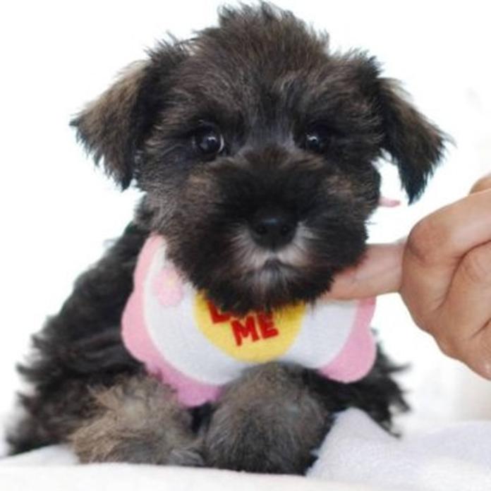 ミニチュアシュナウザー(1469)の子犬情報