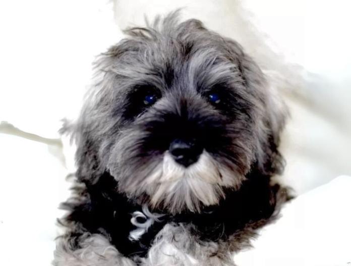 犬のプロフィール画像