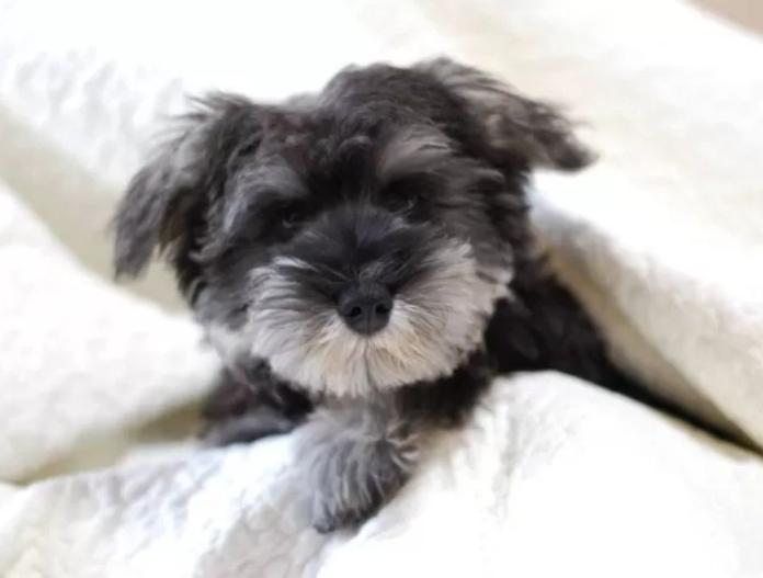 犬のプロフィール画像