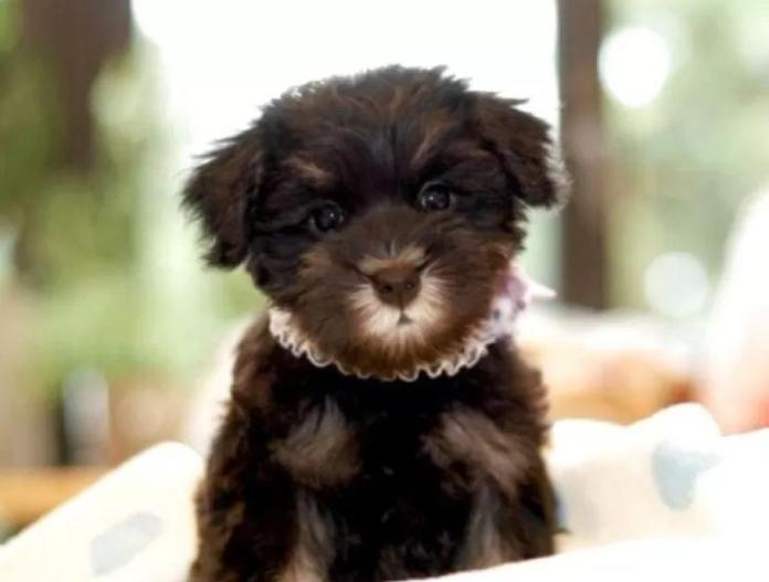 犬のプロフィール画像