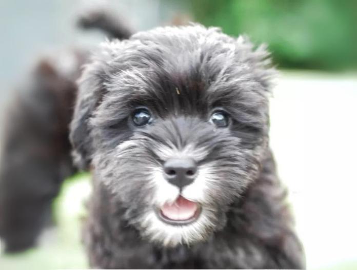 犬のプロフィール画像