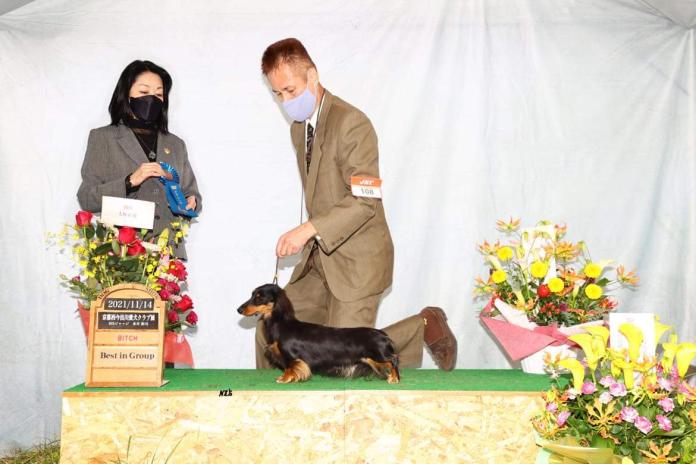 犬のプロフィール画像