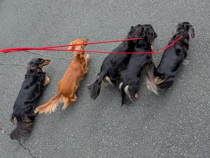 小林 文則ブリーダー(愛知県)の情報・子犬一覧