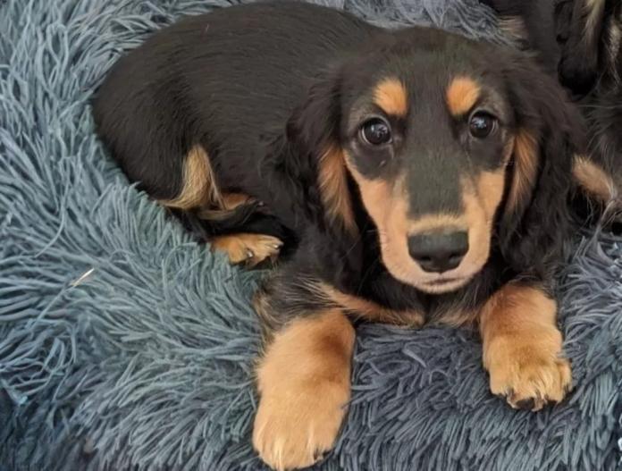 ミニチュアダックスフンド(ロング)(愛知県・男の子・2024/11/01・ブラック&タン)の子犬情報! | 小林 文則ブリーダー(909)