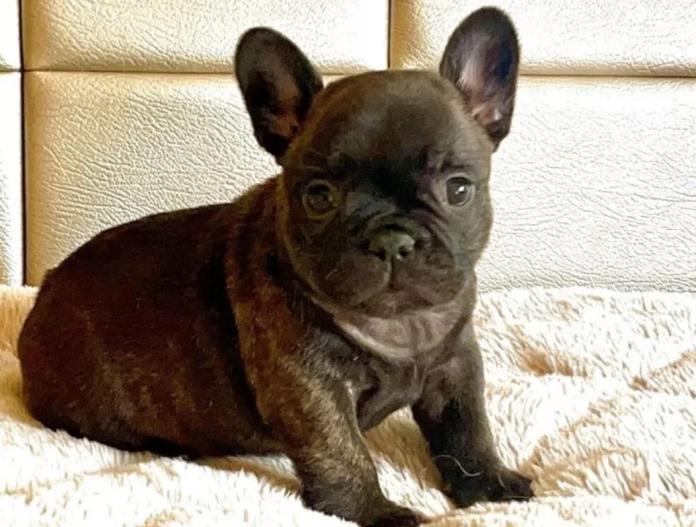 フレンチブルドッグ(愛知県・女の子・2025/11/19・ブリンドル)の子犬情報! | 中村 大輔ブリーダー(1007)