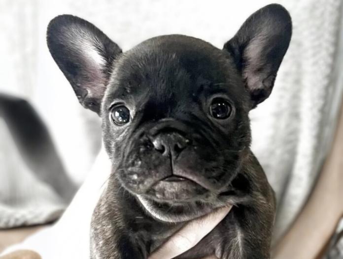 フレンチブルドッグ(愛知県・女の子・2025/11/19・ブリンドル)の子犬情報! | 中村 大輔ブリーダー(1007)
